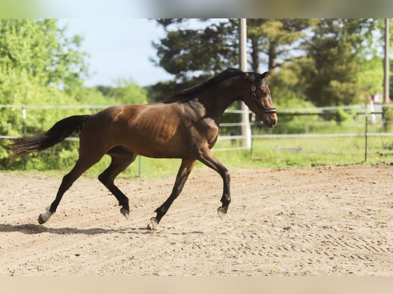 Hanoverian Gelding 3 years 16.3 hh Brown in Wust Briest