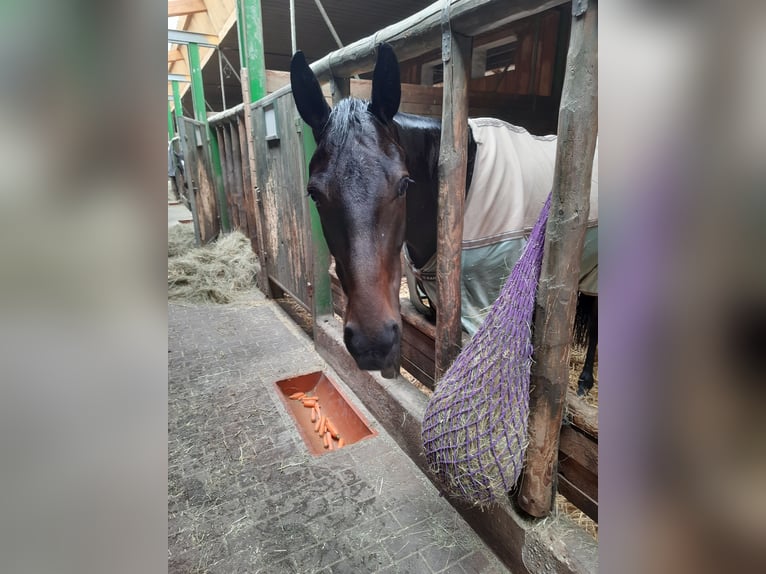 Hanoverian Gelding 3 years 16,3 hh Smoky-Black in Lüdenscheid