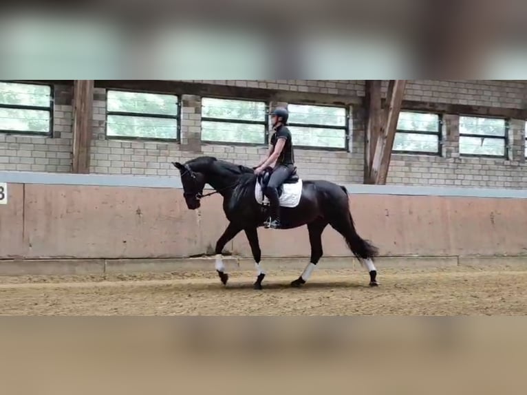 Hanoverian Gelding 3 years 16,3 hh Smoky-Black in Lüdenscheid