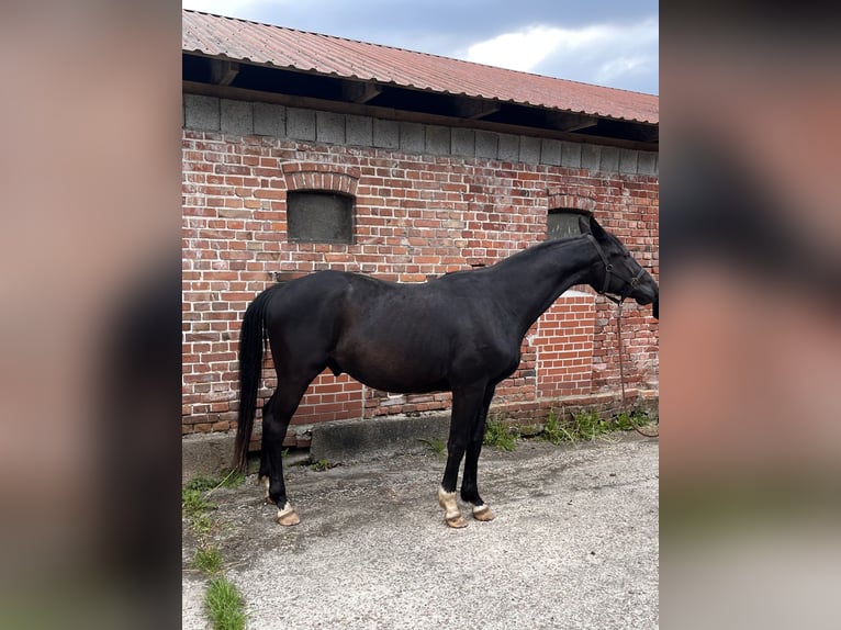 Hanoverian Gelding 3 years 16.3 hh Smoky-Black in Visselhövede