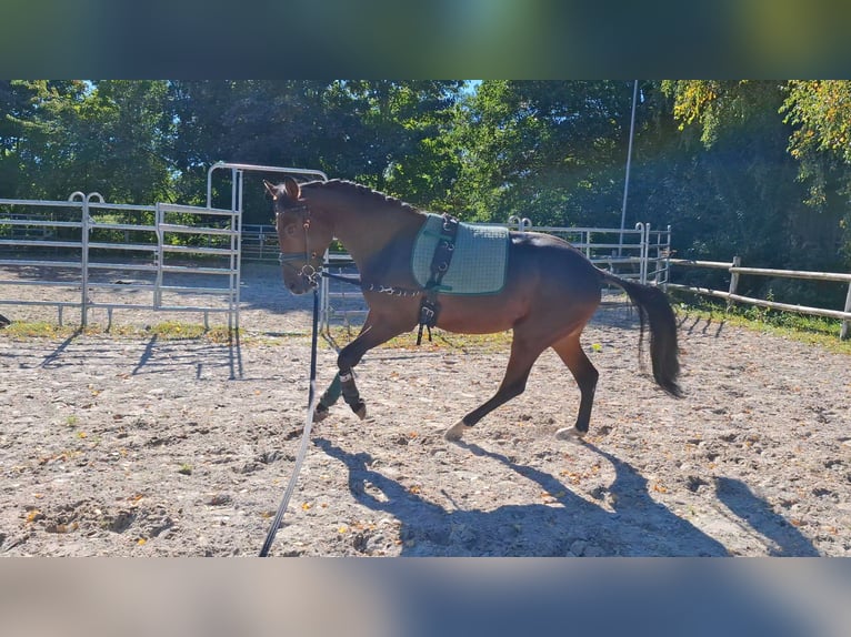Hanoverian Gelding 3 years 16 hh Bay-Dark in Axstedt