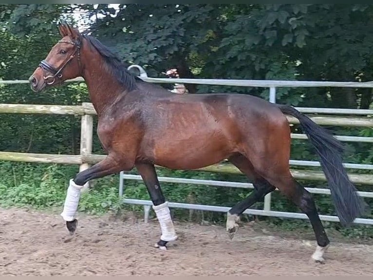 Hanoverian Gelding 3 years 16 hh Bay-Dark in Axstedt