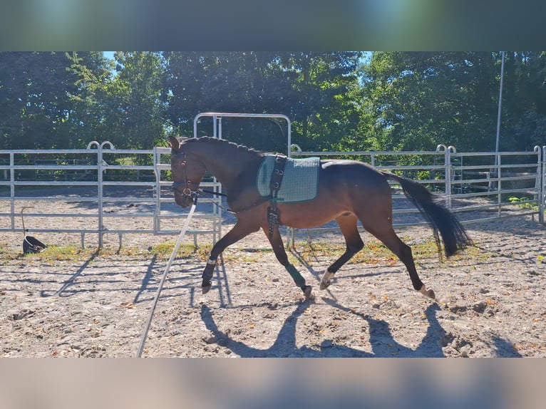 Hanoverian Gelding 3 years 16 hh Bay-Dark in Axstedt
