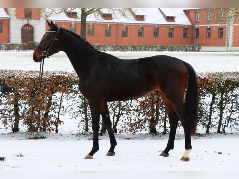 Hanoverian Gelding 3 years 16 hh Bay-Dark in Celle