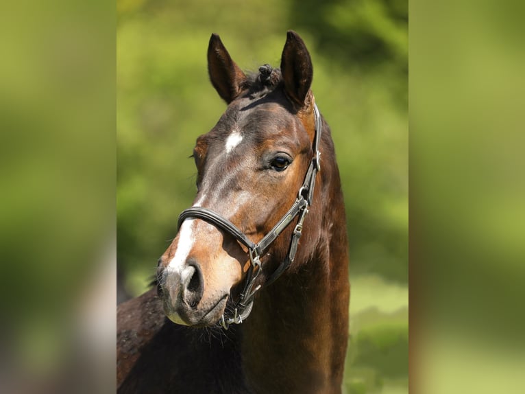 Hanoverian Gelding 3 years 16 hh Bay-Dark in Hardegsen