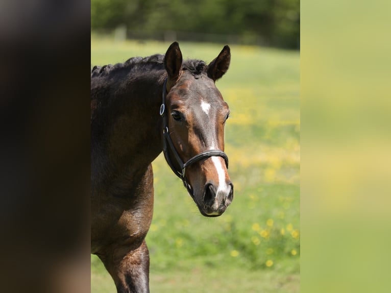 Hanoverian Gelding 3 years 16 hh Bay-Dark in Hardegsen