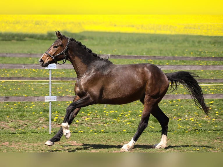 Hanoverian Gelding 3 years 16 hh Bay-Dark in Hardegsen
