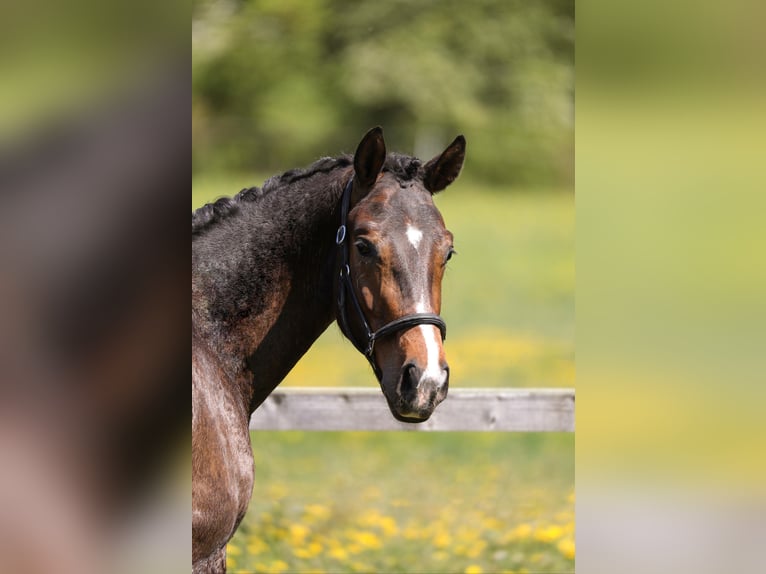 Hanoverian Gelding 3 years 16 hh Bay-Dark in Hardegsen