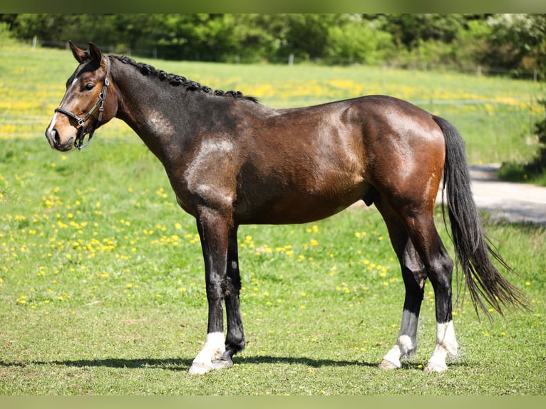 Hanoverian Gelding 3 years 16 hh Bay-Dark in Hardegsen