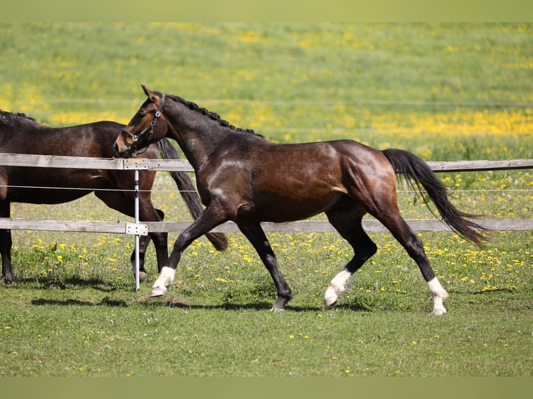 Hanoverian Gelding 3 years 16 hh Bay-Dark in Hardegsen