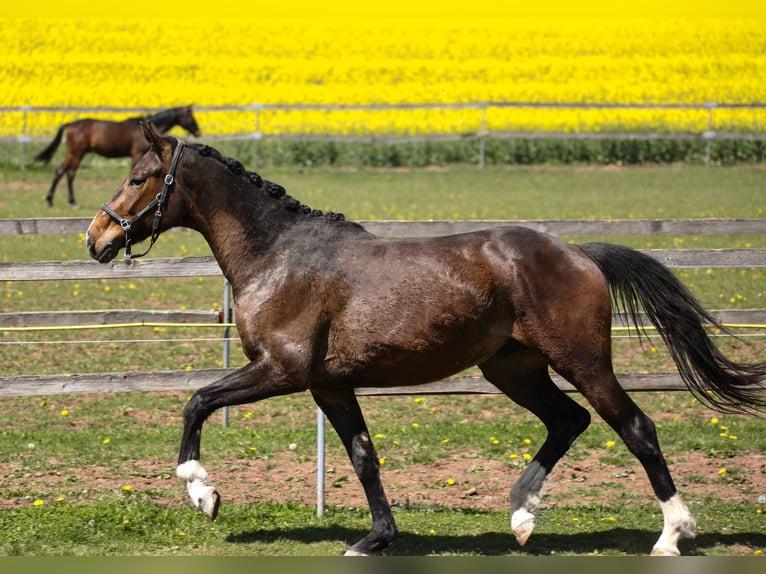 Hanoverian Gelding 3 years 16 hh Bay-Dark in Hardegsen