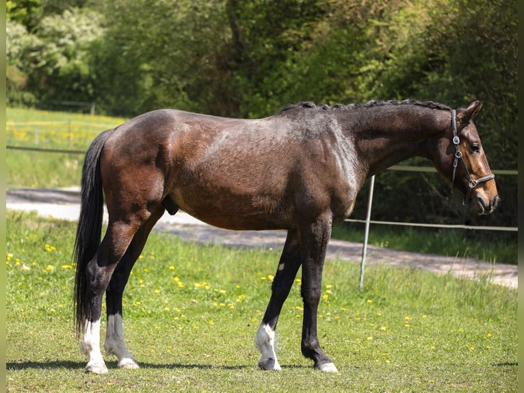 Hanoverian Gelding 3 years 16 hh Bay-Dark in Hardegsen