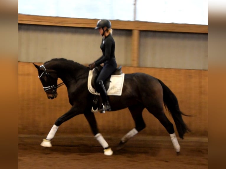 Hanoverian Gelding 3 years 16 hh Bay-Dark in Fredenbeck