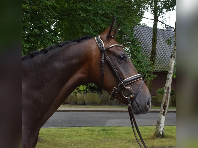 Hanoverian Gelding 3 years 16 hh Bay-Dark in Fredenbeck