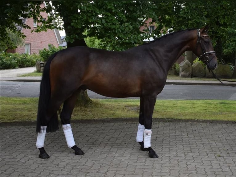 Hanoverian Gelding 3 years 16 hh Bay-Dark in Fredenbeck