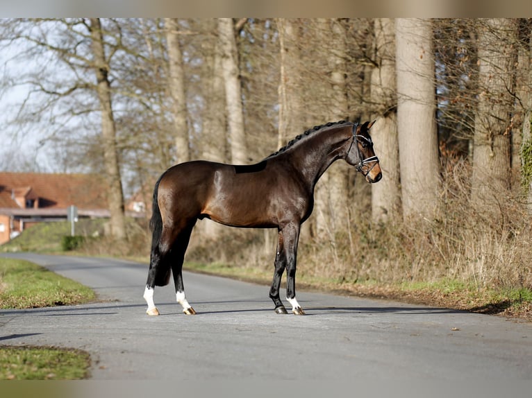 Hanoverian Gelding 3 years 16 hh Bay-Dark in Steinfurt