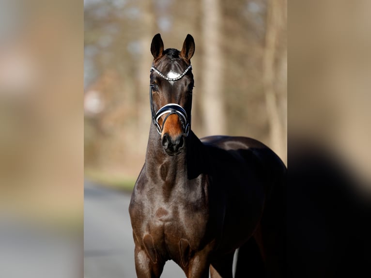 Hanoverian Gelding 3 years 16 hh Bay-Dark in Steinfurt