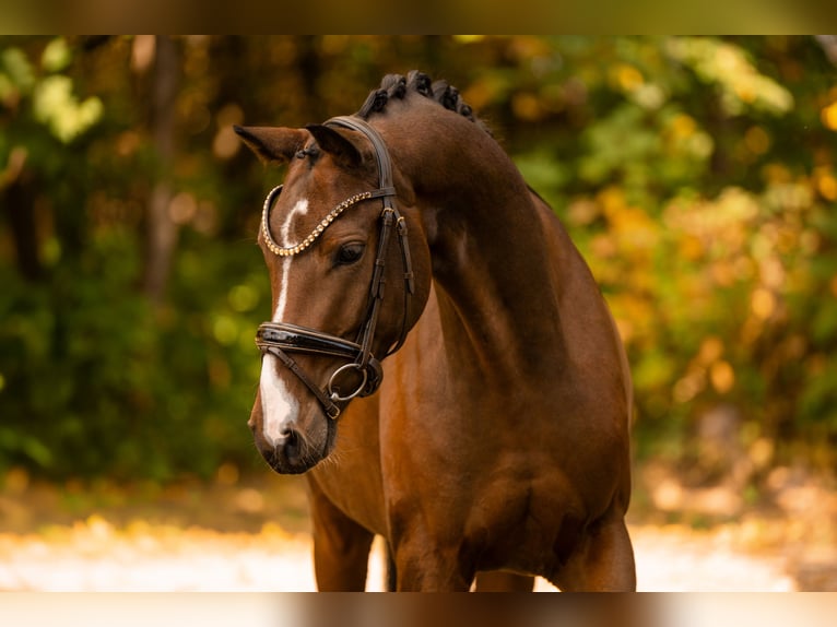 Hanoverian Gelding 3 years 16 hh Bay-Dark in Wehringen