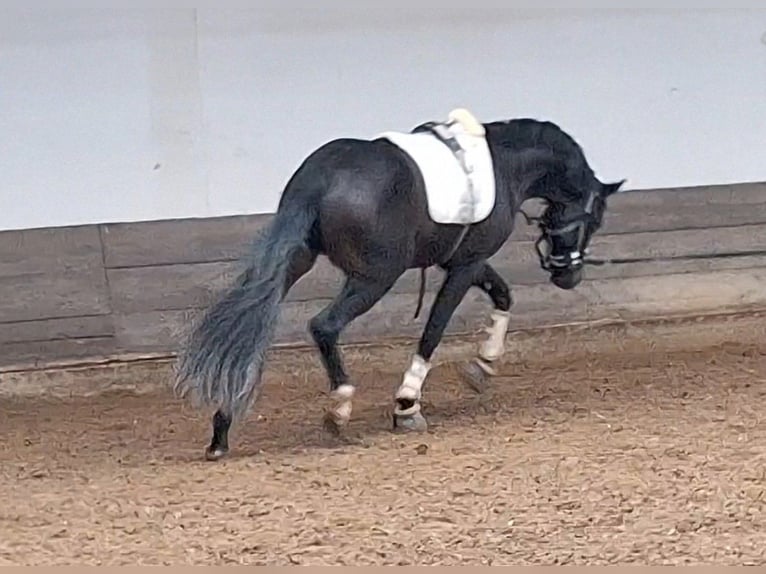 Hanoverian Gelding 3 years 16 hh Bay-Dark in Mainz
