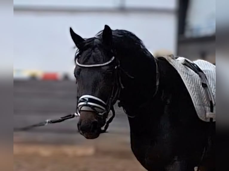 Hanoverian Gelding 3 years 16 hh Bay-Dark in Mainz