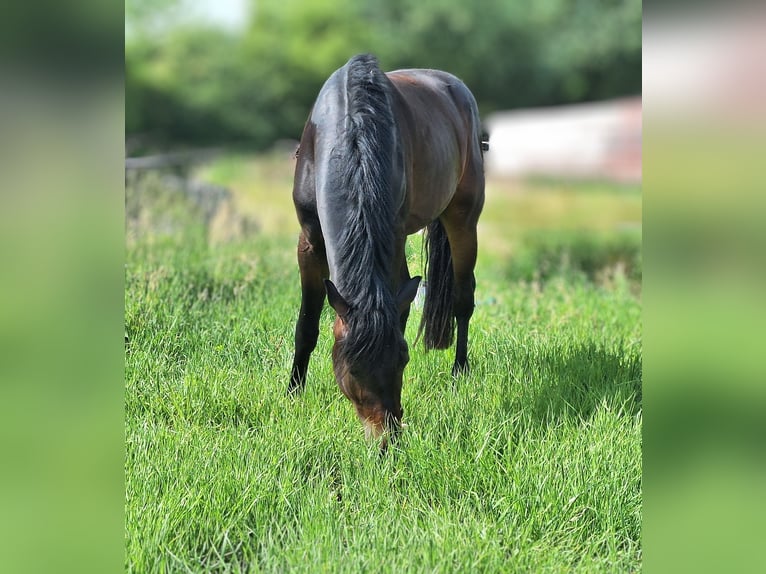 Hanoverian Gelding 3 years 16 hh Bay-Dark in Mainz