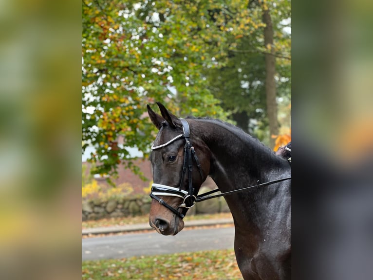 Hanoverian Gelding 3 years 16 hh Bay-Dark in Fredenbeck