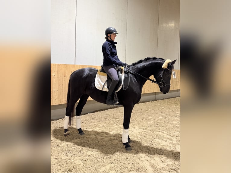 Hanoverian Gelding 3 years 16 hh Black in Tübingen