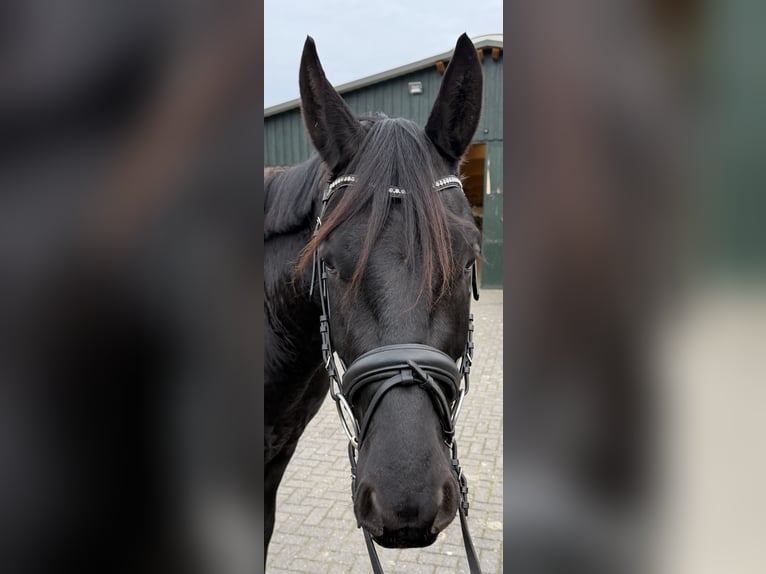 Hanoverian Gelding 3 years 16 hh Black in Heimbach