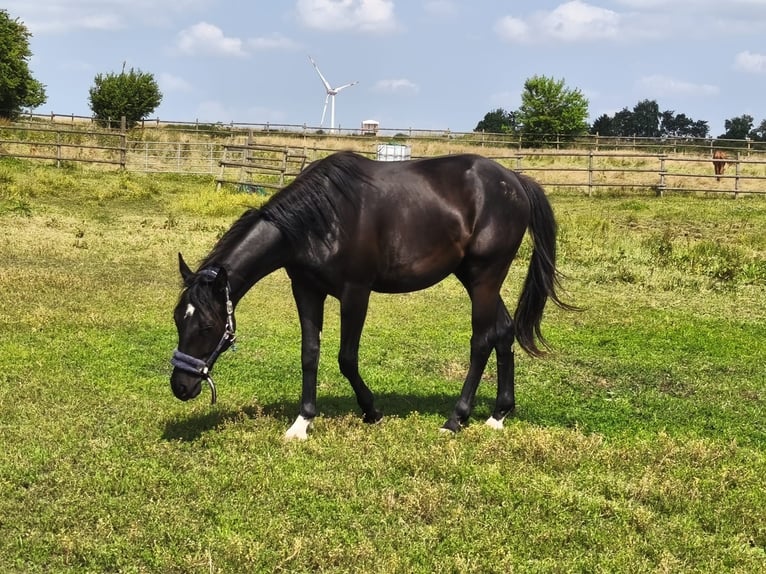 Hanoverian Gelding 3 years 16 hh Black in Rehburg-Loccum Münchehagen