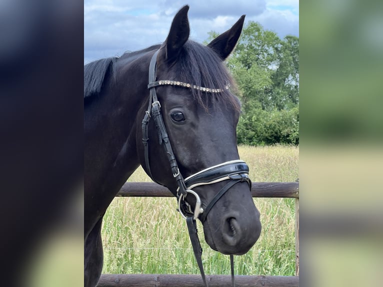 Hanoverian Gelding 3 years 16 hh Black in Thedinghausen