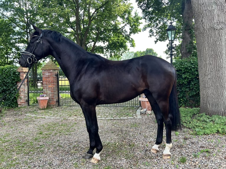 Hanoverian Gelding 3 years 16 hh Black in Thedinghausen