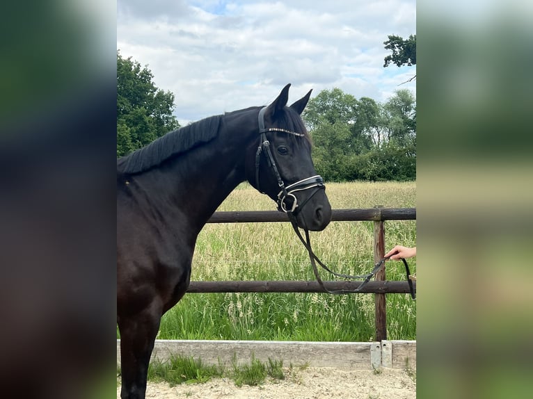 Hanoverian Gelding 3 years 16 hh Black in Thedinghausen