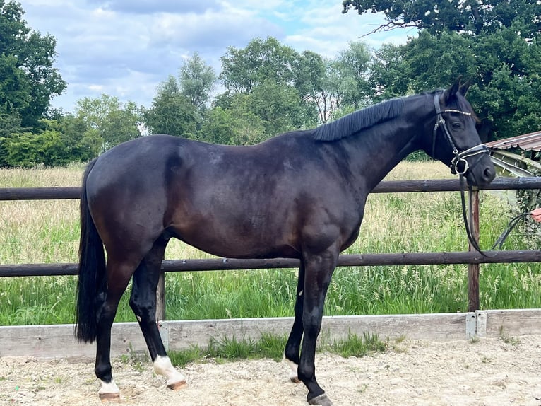Hanoverian Gelding 3 years 16 hh Black in Thedinghausen