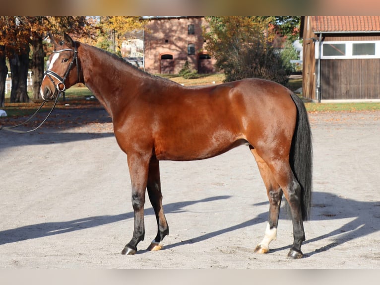 Hanoverian Gelding 3 years 16 hh Brown in Celle