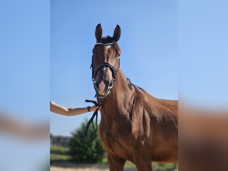 Hanoverian Gelding 3 years 16 hh Brown in Die&#xDF;en am Ammersee