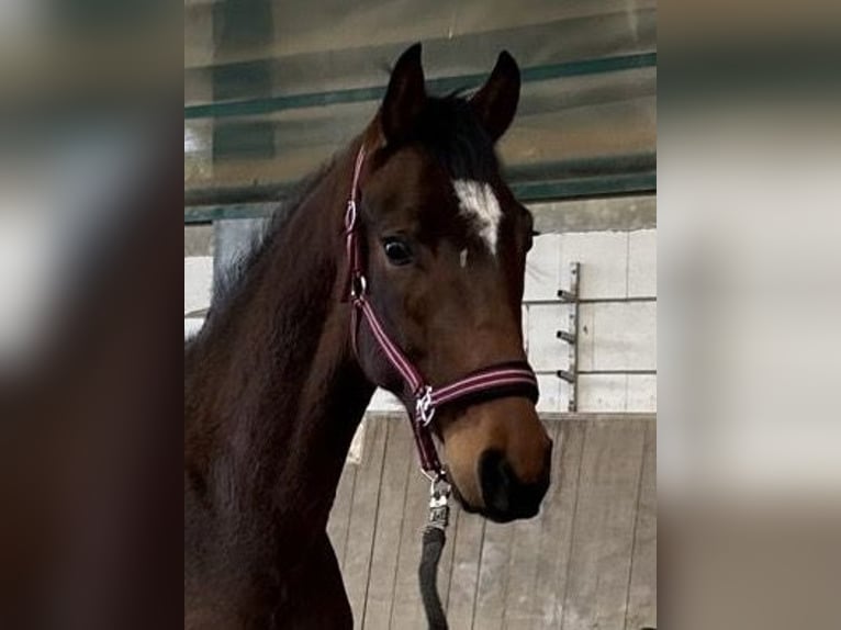 Hanoverian Gelding 3 years 16 hh Brown in Wald-Michelbach