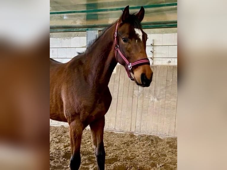 Hanoverian Gelding 3 years 16 hh Brown in Wald-Michelbach