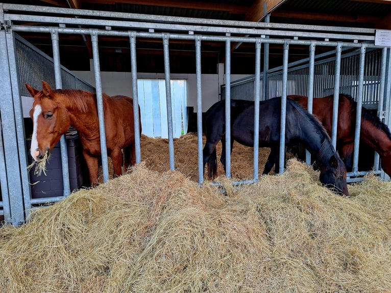 Hanoverian Gelding 3 years 16 hh Brown in Coesfeld