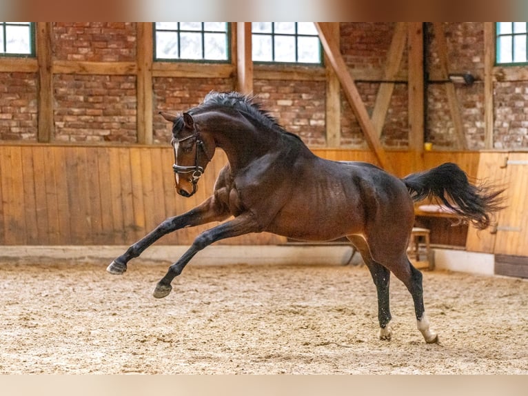 Hanoverian Gelding 3 years 16 hh Brown in Hanstedt