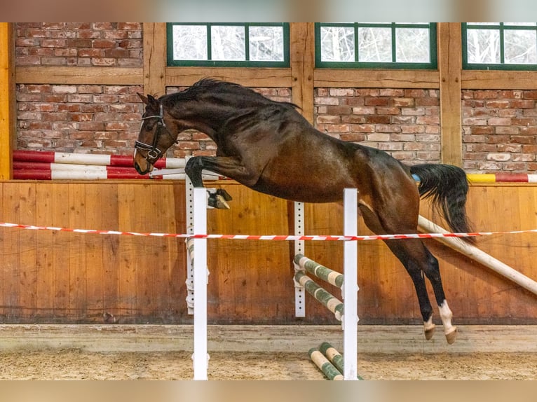 Hanoverian Gelding 3 years 16 hh Brown in Hanstedt