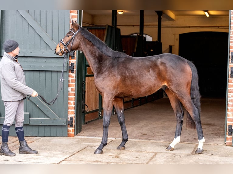 Hanoverian Gelding 3 years 16 hh Brown in Hanstedt