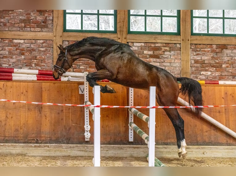 Hanoverian Gelding 3 years 16 hh Brown in Hanstedt