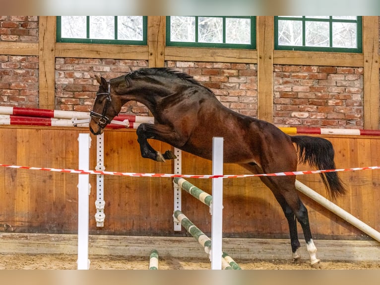 Hanoverian Gelding 3 years 16 hh Brown in Hanstedt