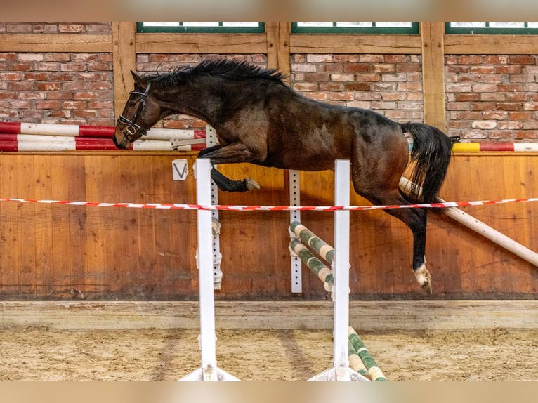 Hanoverian Gelding 3 years 16 hh Brown in Hanstedt