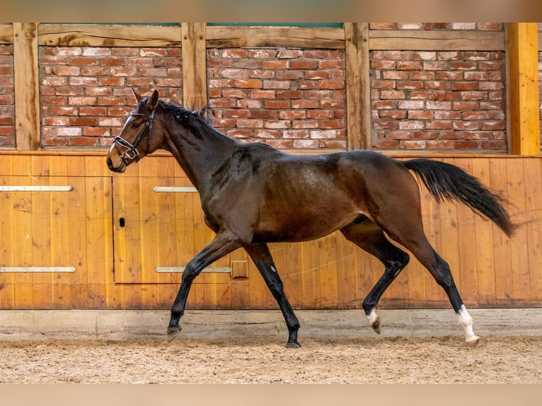 Hanoverian Gelding 3 years 16 hh Brown in Hanstedt