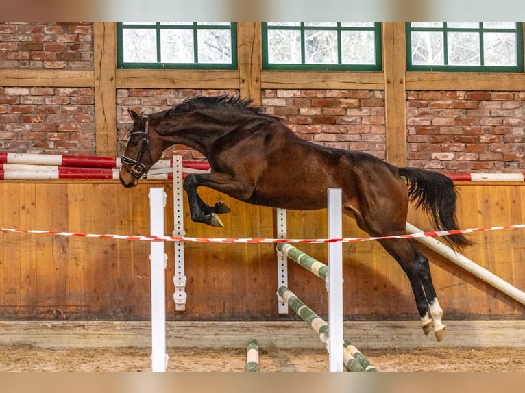 Hanoverian Gelding 3 years 16 hh Brown in Hanstedt