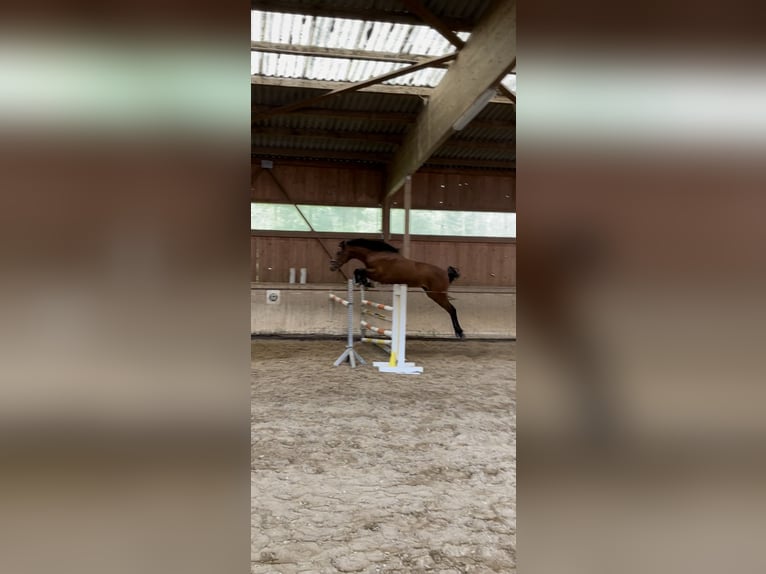 Hanoverian Gelding 3 years 16 hh Brown in Hetschburg