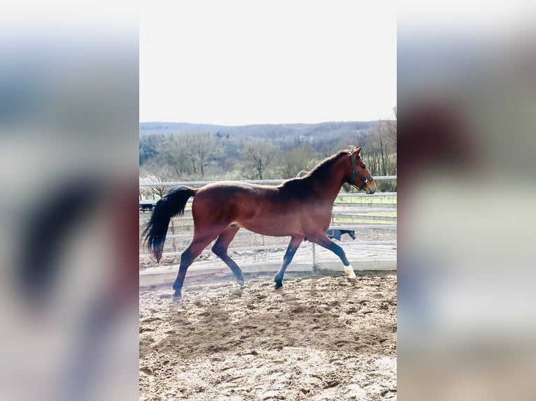 Hanoverian Gelding 3 years 16 hh Brown in Hetschburg