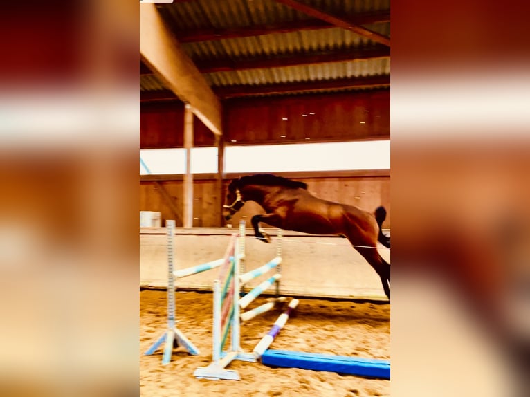 Hanoverian Gelding 3 years 16 hh Brown in Hetschburg