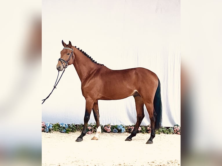 Hanoverian Gelding 3 years 16 hh Brown in Hetschburg